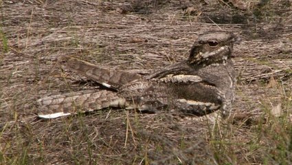 Camouflage : saurez-vous retrouver l'oiseau dans ces images ?