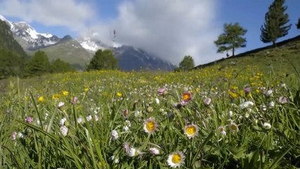 Un superbe time-lapse végétal pour célébrer le Printemps