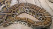 Le python birman est doté d'un exceptionnel sens de l'orientation
