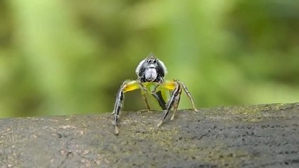 L'étonnante réaction d'une araignée face à son reflet