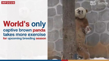 World's only captive brown panda takes more exercise | The Nation Thailand
