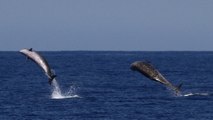 Deux baleines de Cuvier établissent des nouveaux records de plongée