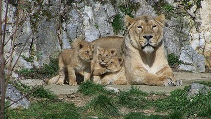 Des lions d'Asie tuent deux de leurs petits à la Citadelle de Besançon