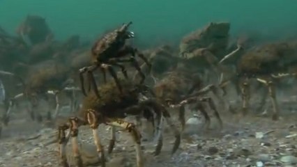 Des centaines de crabes pourchassés par une raie dans les profondeurs de l'océan