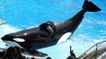 Des orques droguées aux psychotropes dans un parc américain