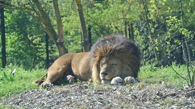 A la découverte du Parc zoologique de Paris métamorphosé en zoo du XXIe siècle