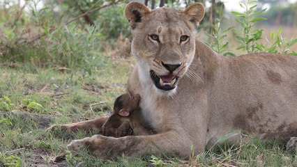 L'étonnante réaction d'une lionne face à un petit babouin dont elle a tué la mère