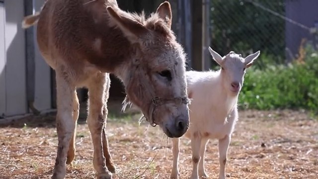Les touchantes retrouvailles entre un bouc et un âne devenus meilleurs amis du monde