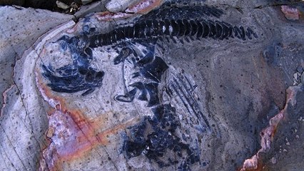 Un cimetière de reptiles marins préhistoriques dévoilé par la fonte des glaces au Chili