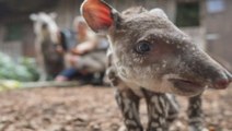 Un petit tapir voit le jour au zoo de Chester