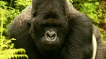 Le tourisme au secours des gorilles des montagnes menacés de l'Ouganda