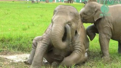 Des éléphants profitent de la pluie en Thaïlande