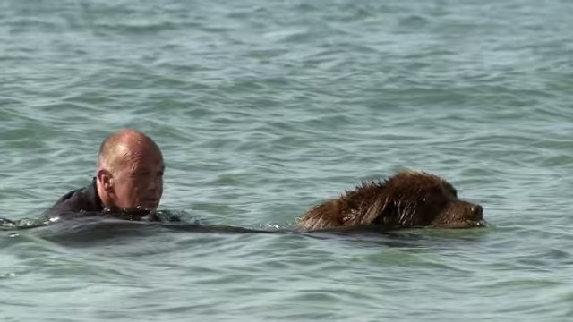 Chien : ce Terre-Neuve est le sauveteur en mer le plus célèbre d'Angleterre