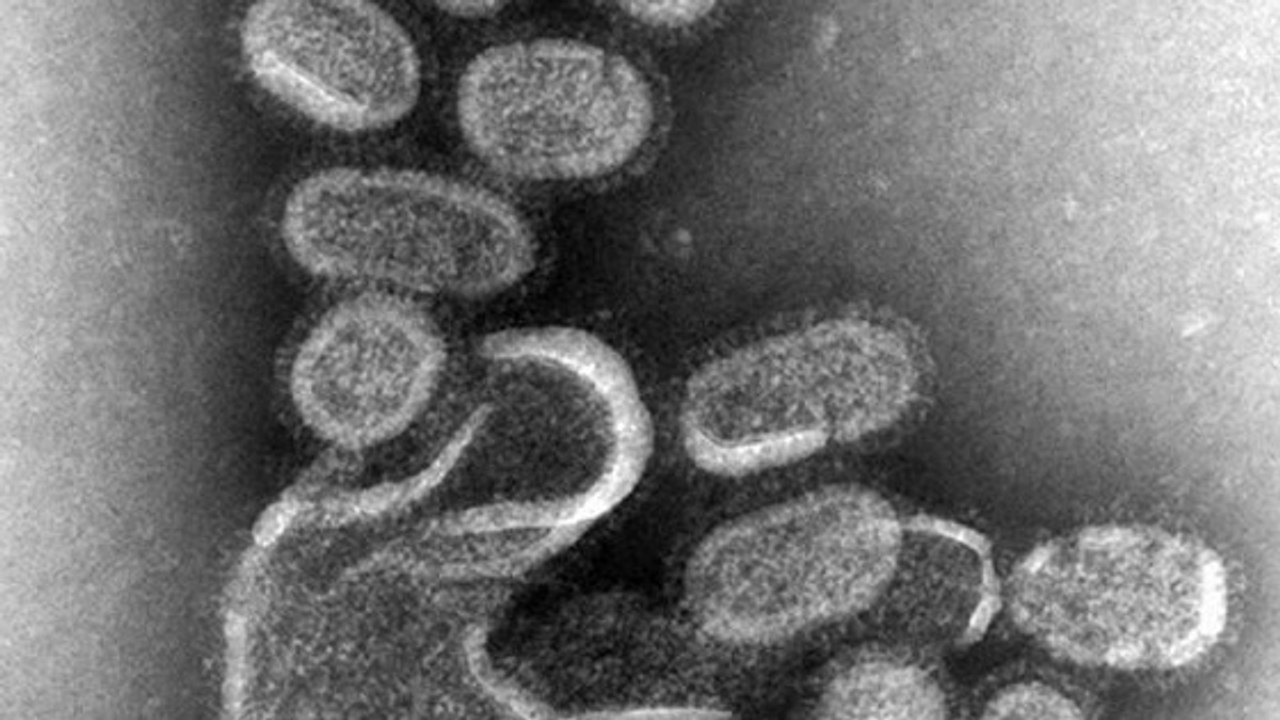Des scientifiques créent un virus de la grippe H1N1 ultra-virulent
