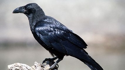 Ces corbeaux ont-ils prédit le vainqueur de la Coupe du Monde ?