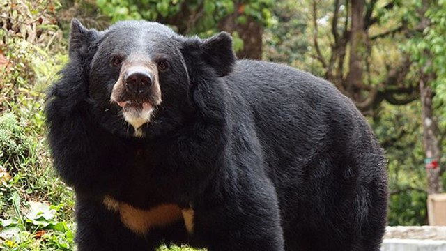Des ours noirs sauvés d'une ferme d'extraction de bile en Chine