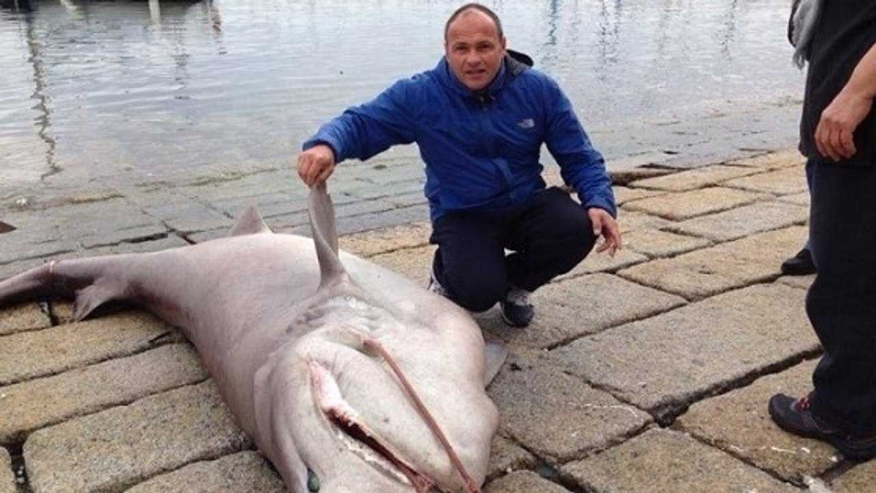Un requin de 3 mètres se prend dans les filets...