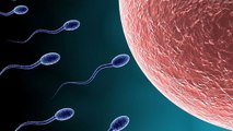 Fécondation : le secret de la rencontre entre l'ovule et le spermatozoïde enfin élucidé