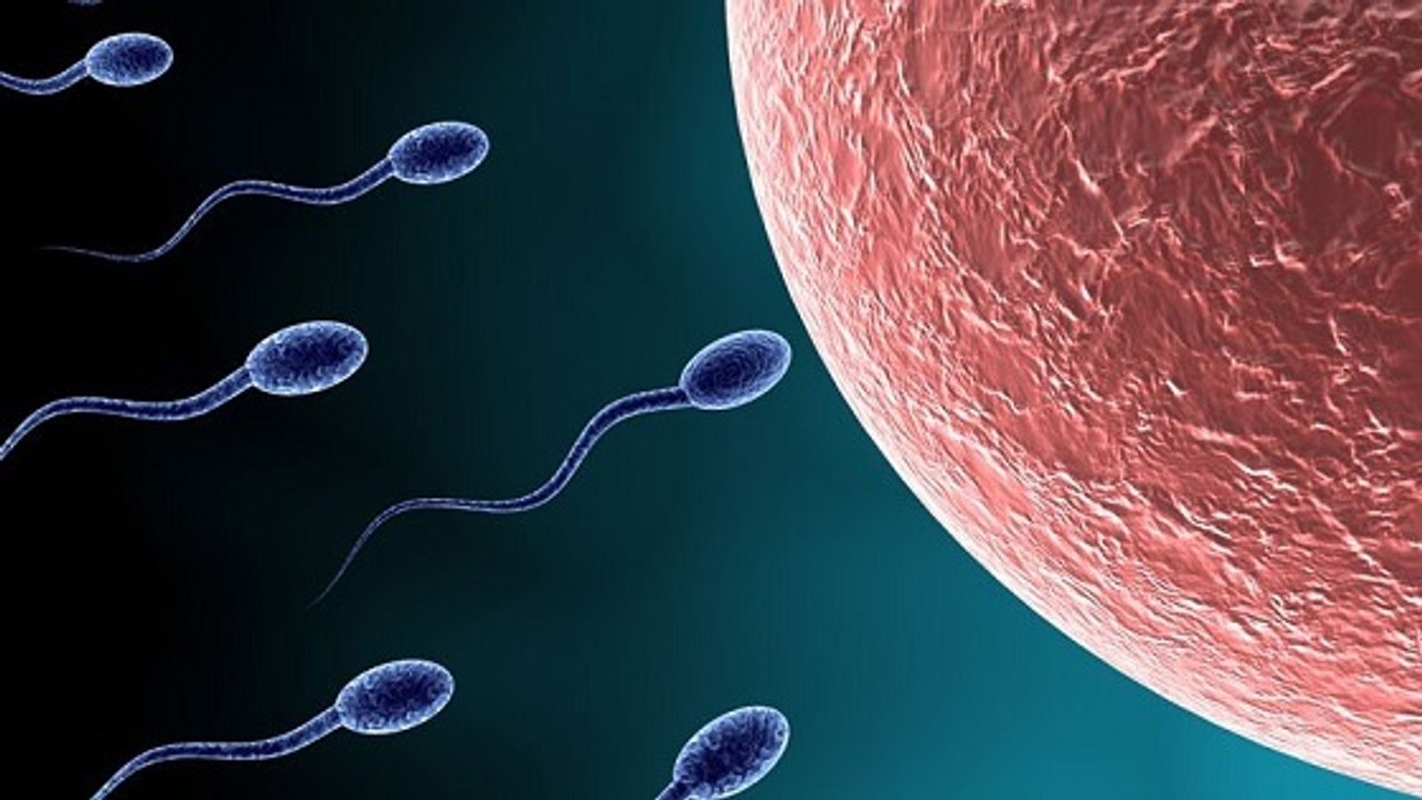 Fécondation : le secret de la rencontre entre l'ovule et le spermatozoïde enfin élucidé