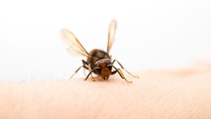 Piqûre d'abeille : quelles sont les zones les plus douloureuses où se faire piquer ?