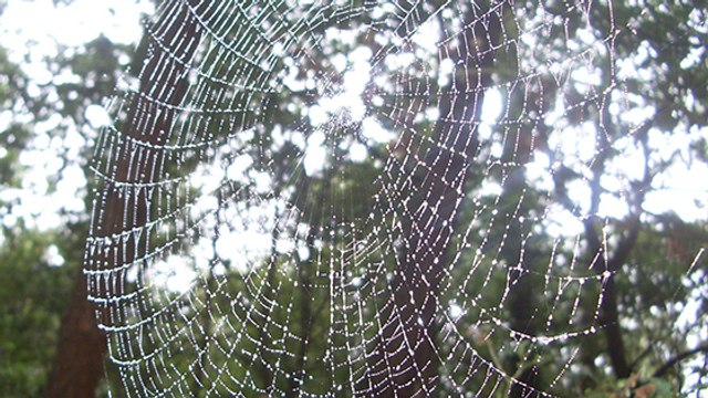Les toiles d’araignée sont-elles les guitares de la nature ?
