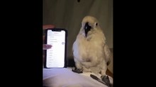 Parrot dancing to the sound of an alarm