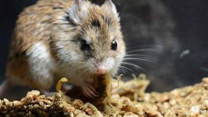 L'impressionnante attaque d'un scorpion par une souris sauterelle