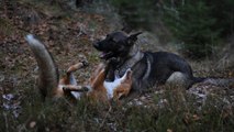 Tinny et Sniffer : une touchante histoire d’amitié entre un chien et un renard