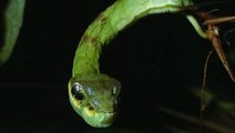 Pour se protéger, cette étonnante chenille se transforme... en serpent