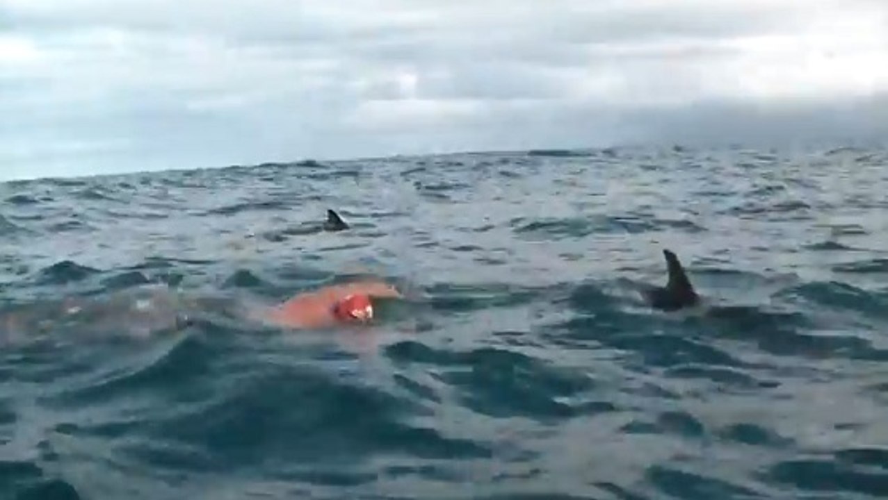 Des dauphins viennent en aide à un nageur approché par un requin