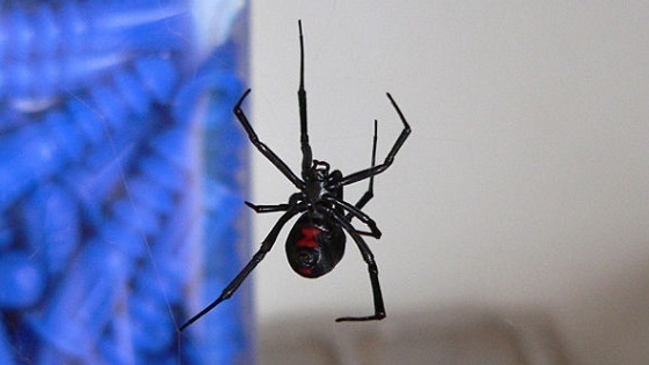 Un impressionnant combat entre une veuve noire et des fourmis de feu