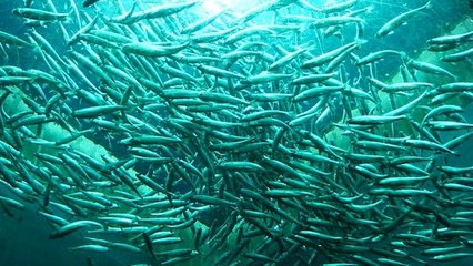 En Californie, des millions de saumons vont rejoindre l'océan... en camion-citerne