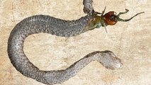 Un mille-pattes dévore l'estomac d'une vipère pour s'en échapper
