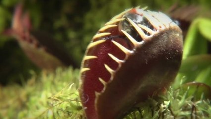 Les impitoyables pièges de deux plantes carnivores