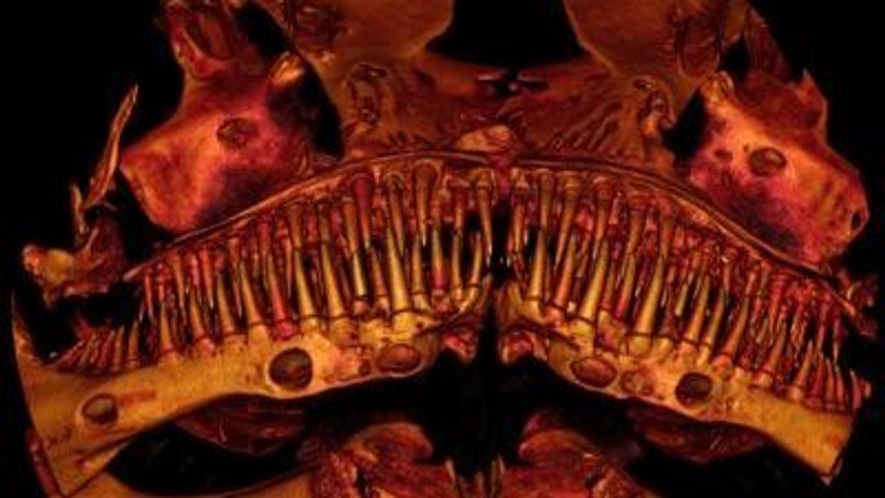 Un étrange poisson-chat souterrain à la mâchoire d’Alien