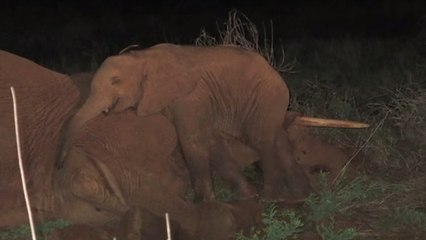 Un jeune éléphant refuse d'abandonner le corps de sa mère décédée
