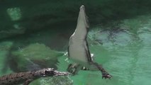 Les sauts spectaculaires de crocodiles filmés en slow-motion