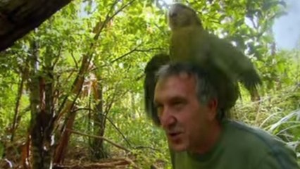 Un kakapo tente de s'accoupler avec la tête d'un zoologiste