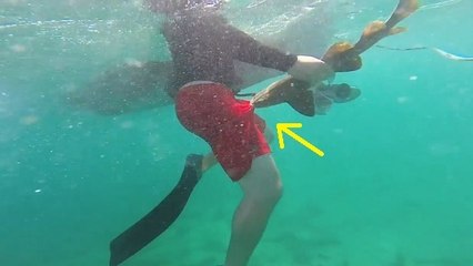 Voici l'attaque de requin la plus comique jamais filmée !