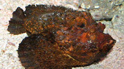 Comment extraire le venin du poisson le plus venimeux au monde ?