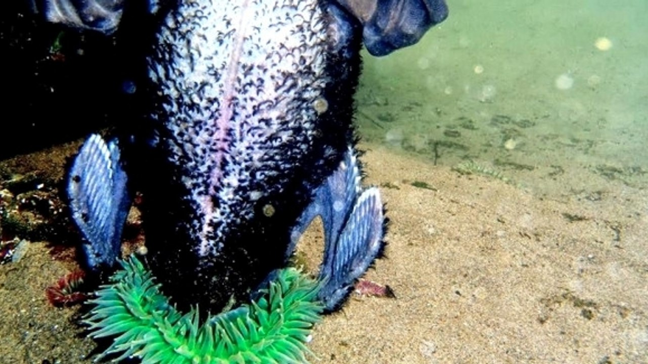 L'étonnant repas d'une redoutable anémone de mer