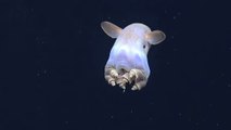 La pieuvre Dumbo, une drôle de créature filmée dans les profondeurs de l'océan