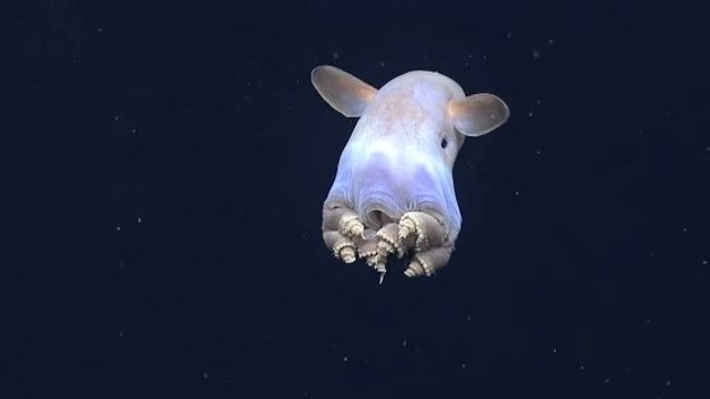La pieuvre Dumbo, une drôle de créature filmée dans les profondeurs de l'océan