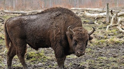 Les bisons d'Europe de retour dans les Carpates en Roumanie ?