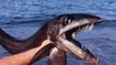 Un rare spécimen de poisson cannibale s'échoue sur une plage aux Etats-Unis