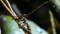 Des fourmis transformées en zombies par un champignon parasite