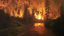 Feux de forêts : les explosions, une nouvelle arme pour lutter contre les incendies ?