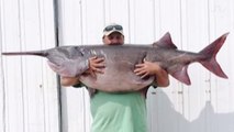 Un énorme poisson-spatule pêché dans le Dakota du Sud
