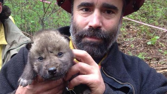 Des petits loups sauvés d’un incendie en Alaska