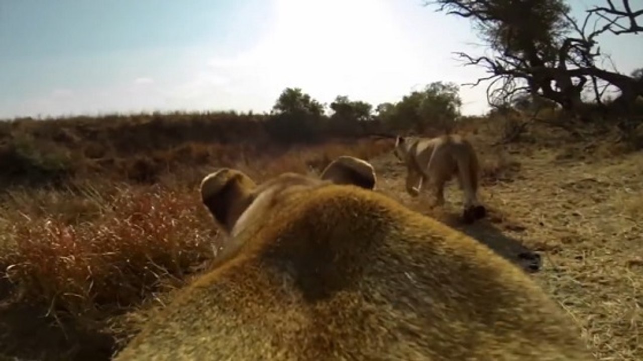 Suivez une lionne en pleine chasse en Afrique du Sud